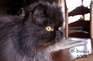 Ebony of Cuba Cats
